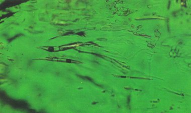 What Are Inclusions or Gardens in Emeralds?